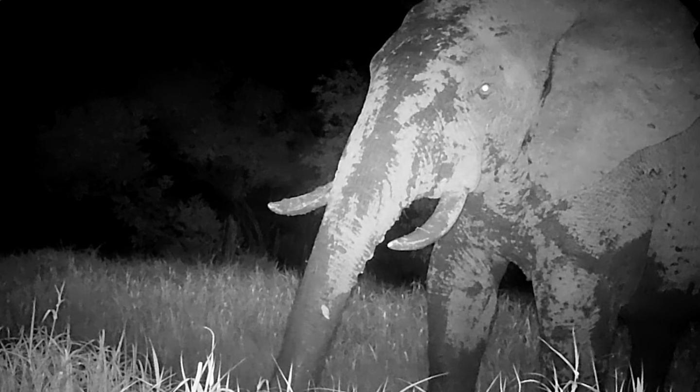 Qui est Ousmane, l’éléphant fantôme réapparu au Sénégal?©ONG Panthera